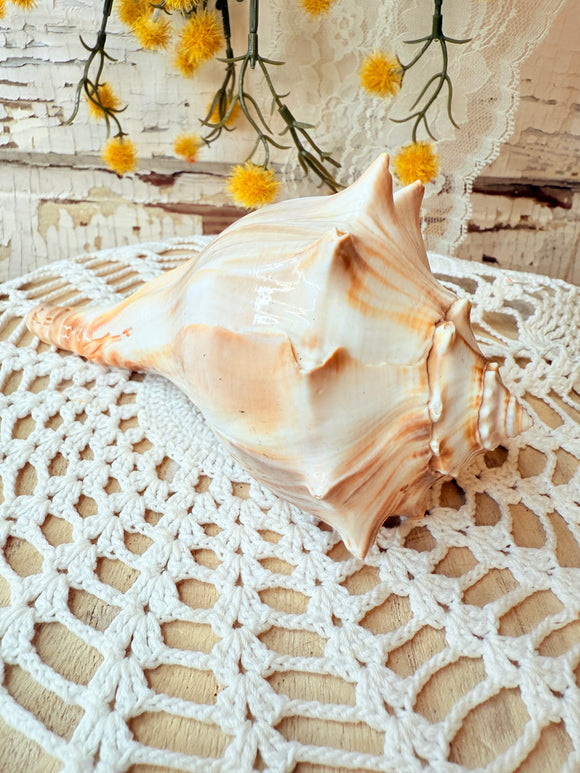 XL CONCH SHELL DECOR