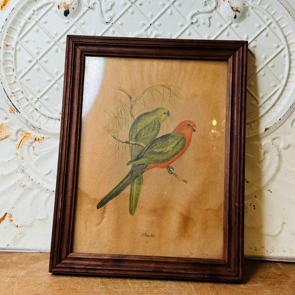 JOHN GOULD ANTIQUE VINTAGE HANDMADE FRAMED BIRD ART #1