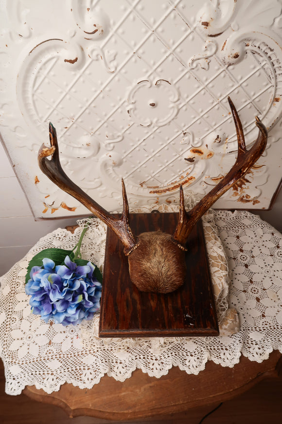 AUTHENTIC ANTLER DECOR