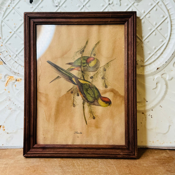 JOHN GOULD ANTIQUE VINTAGE HANDMADE FRAMED BIRD ART #2